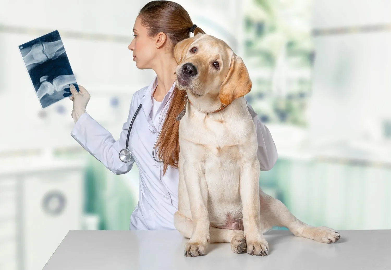 A veterinarian reviewing an X-ray beside a Labrador