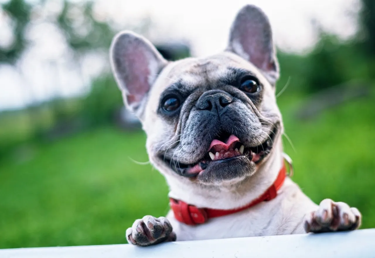 A close up of a smiling dog with a red collar