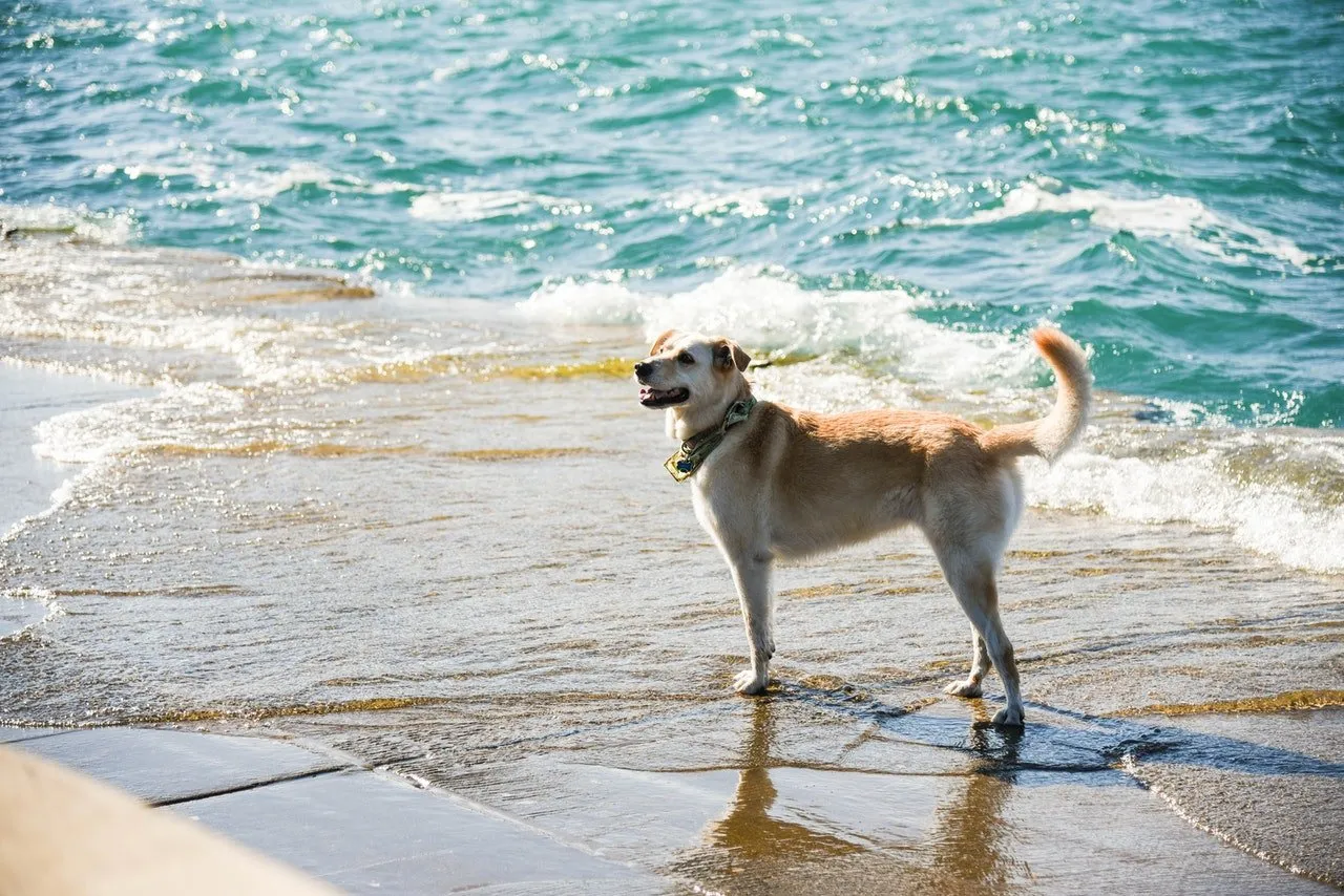 A dog at beach