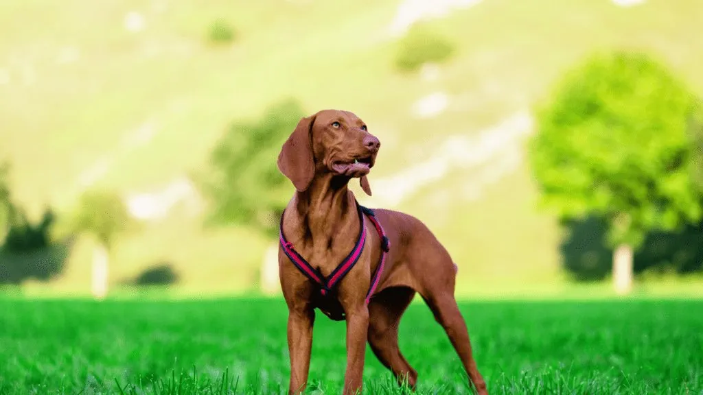 a dog standing on a green grass