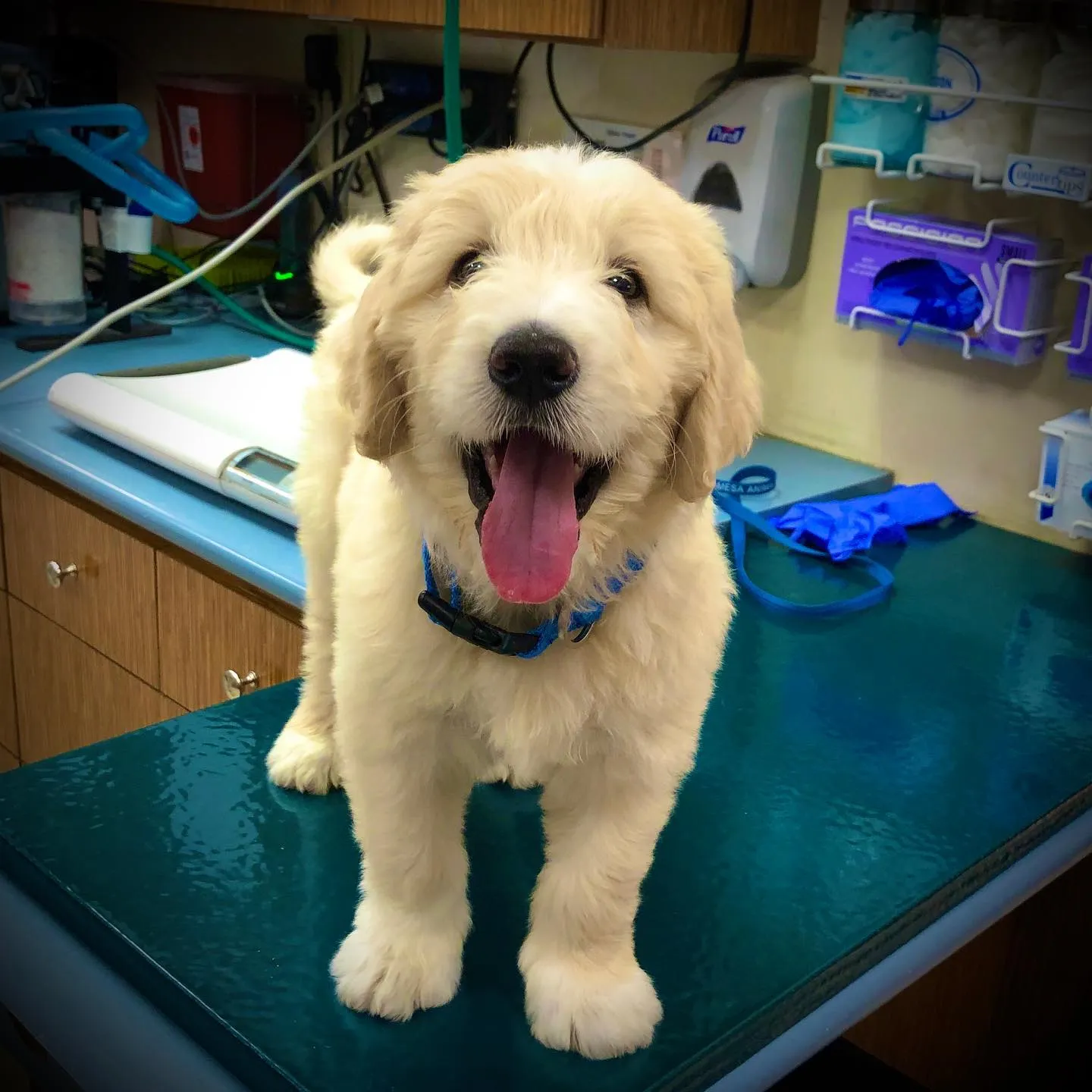 A golden doodle puppy smiling on the exam table