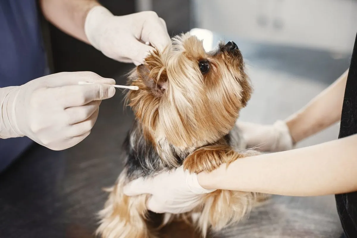 A Yorkshire Terrier having its ear cleaned