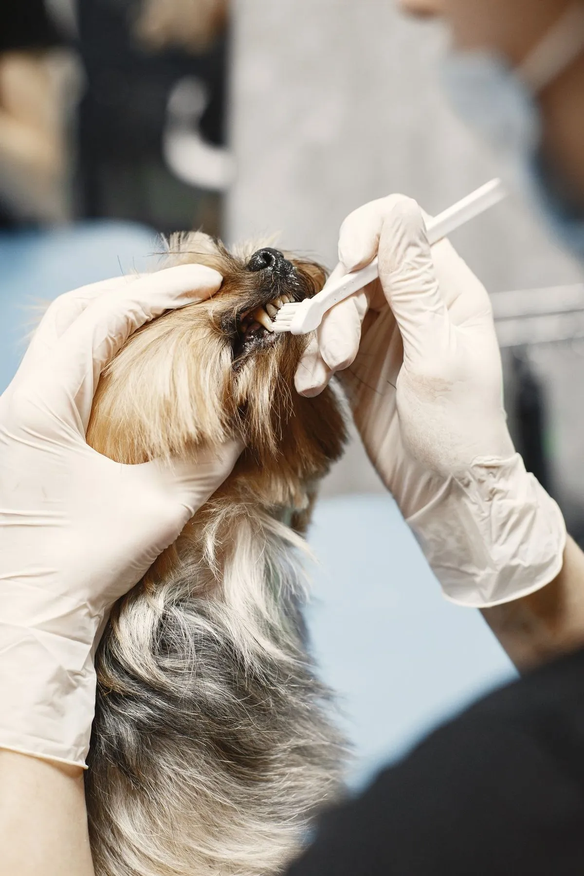 Cleaning a Yorkshire Terrier's ear with a swab