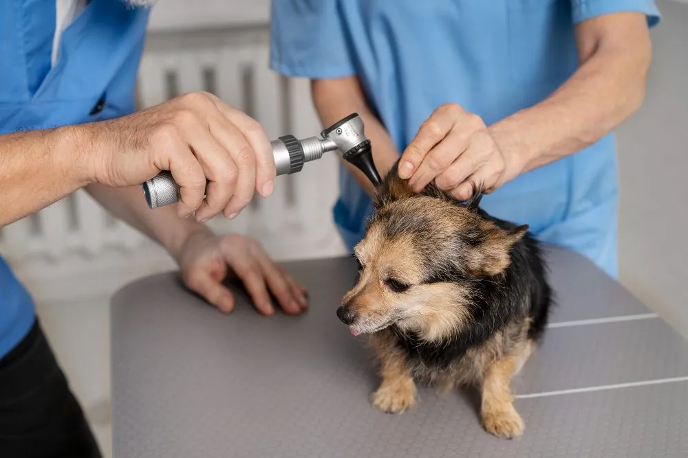 A vet using an otoscope to check a dog's ear