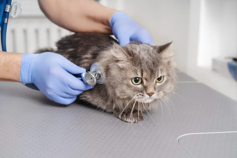 A vet listening to a cat's heart with a stethoscope