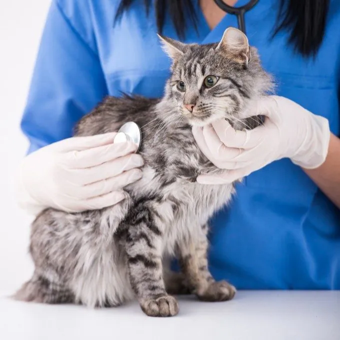 A veterinarian examining a long-haired tabby cat with a stethoscope