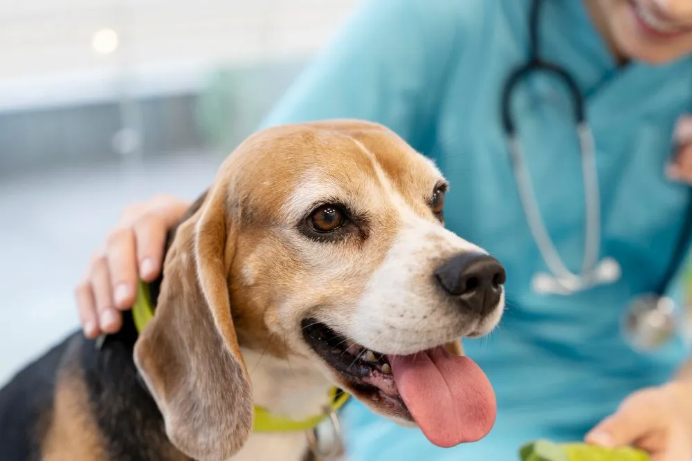 A happy beagle with a veterinarian
