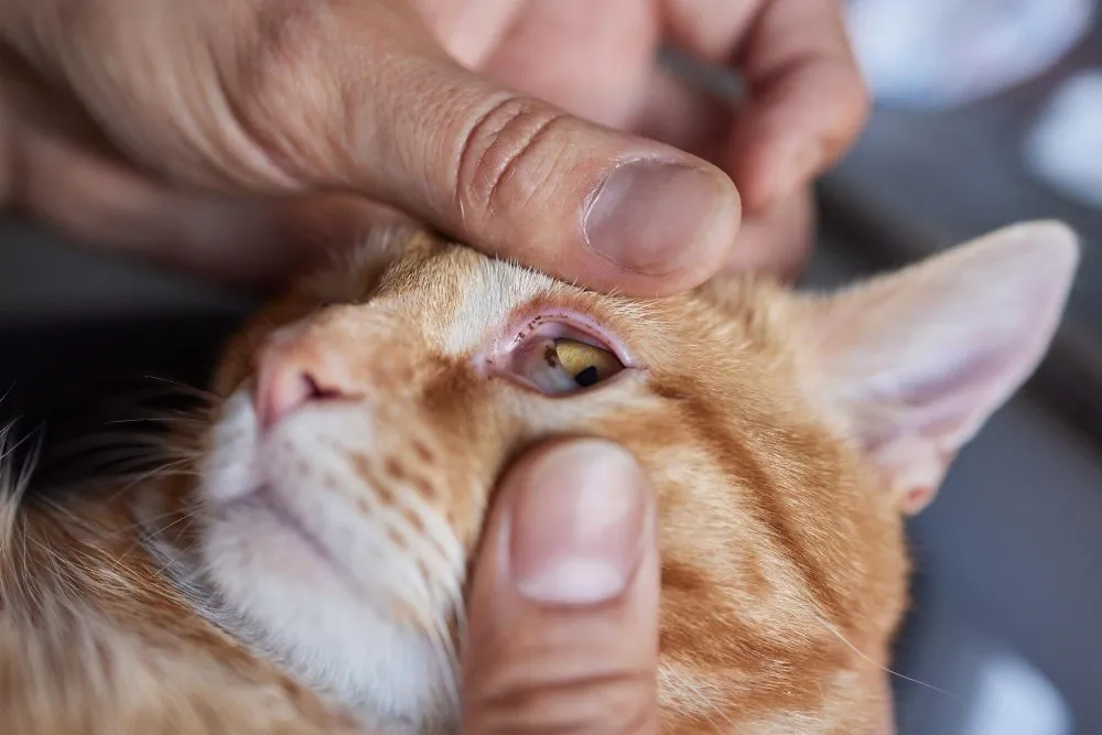 A vet examining an orange cat's eye