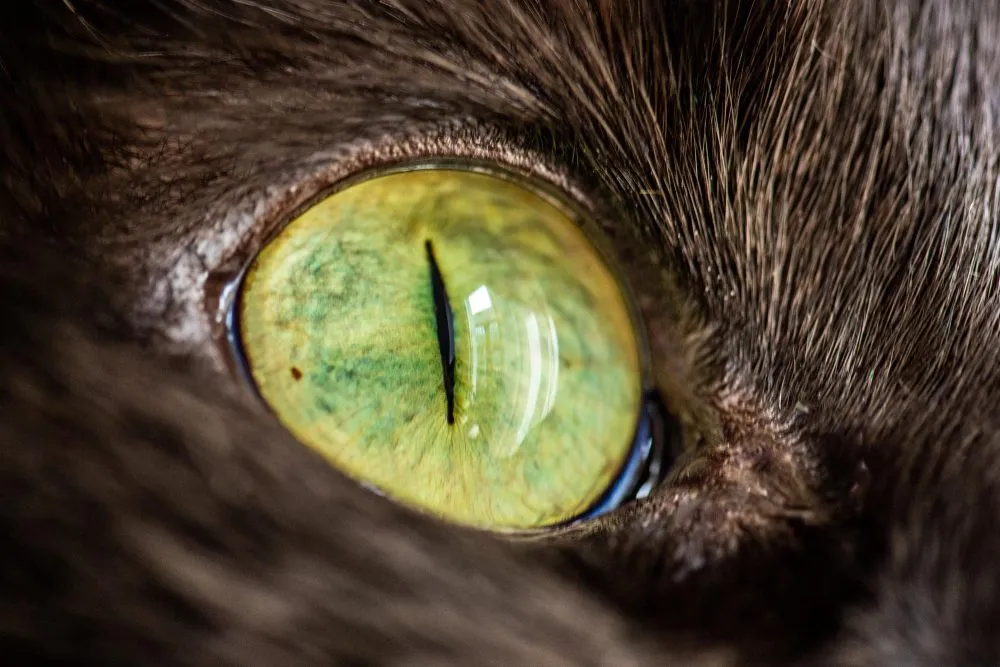 A close-up of a cat's eye
