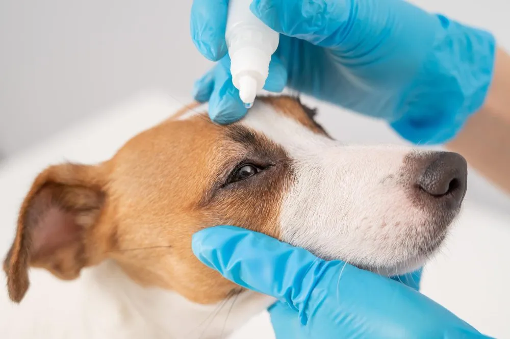 A vet applying eye drops to a dog