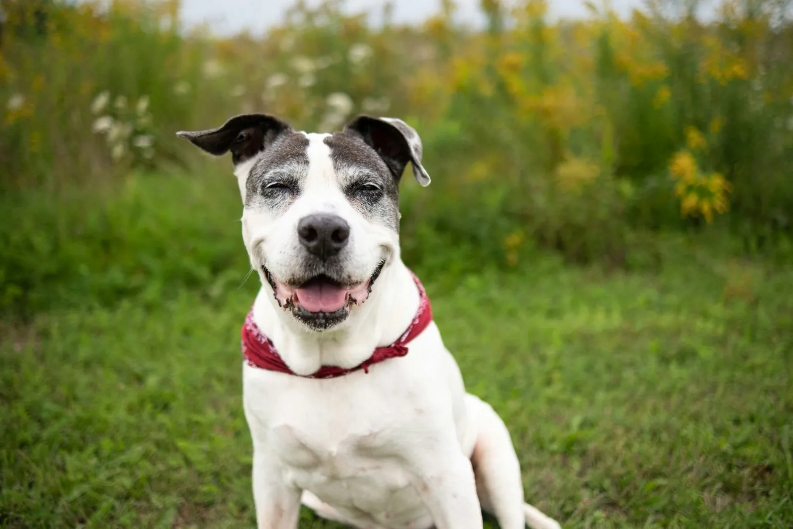 A Complete Guide to Flea & Tick Prevention in Orange County