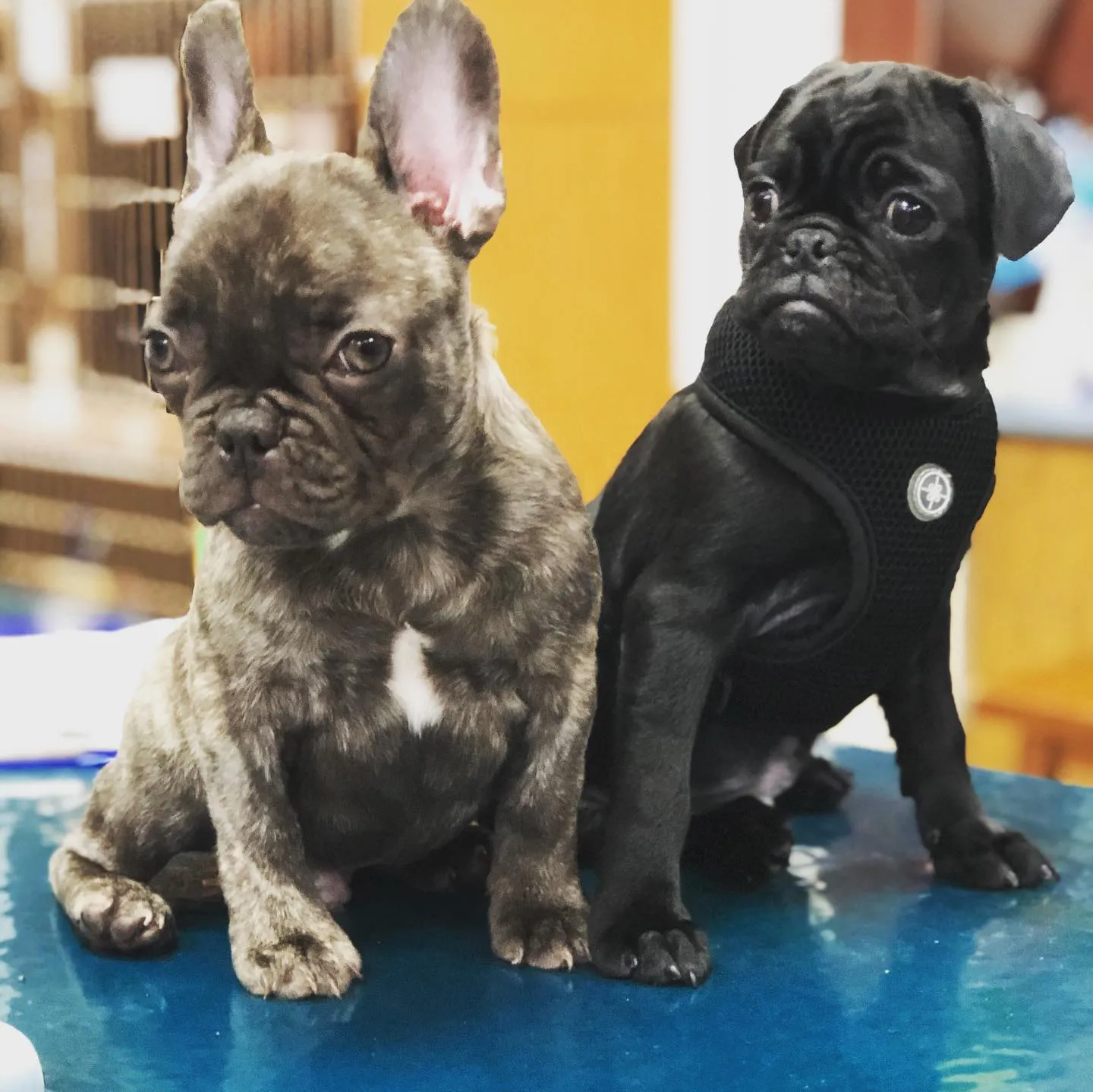 A French Bulldog puppy and a pug puppy sitting side by side