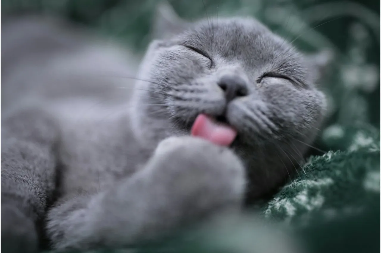 Grey cat licking its paw lying down