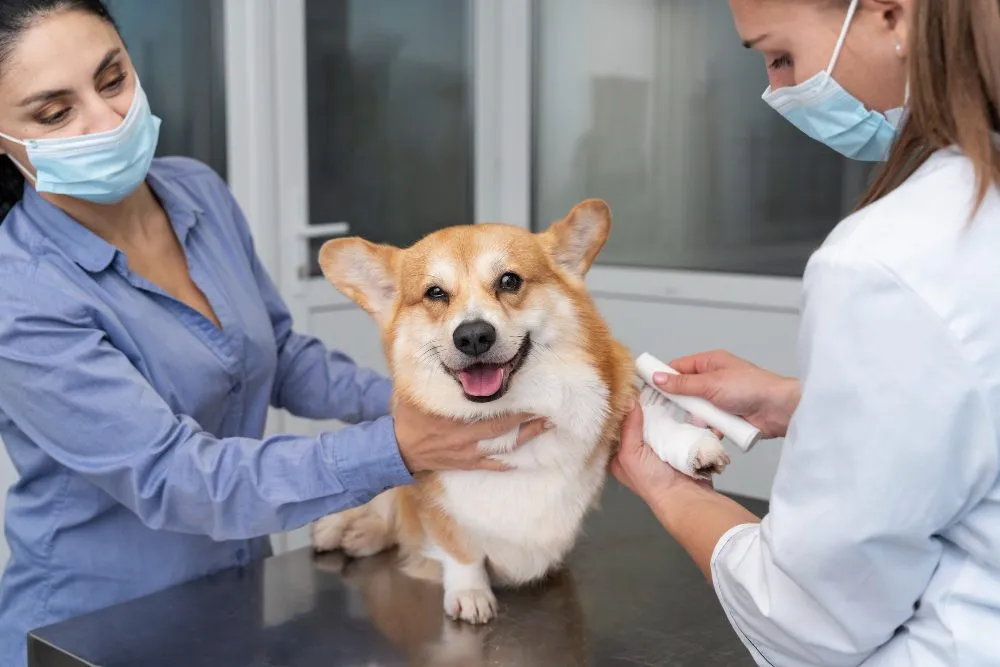 A corgi being examined by two veterinarians