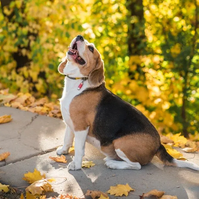 A beagle sitting outside among autumn leaves