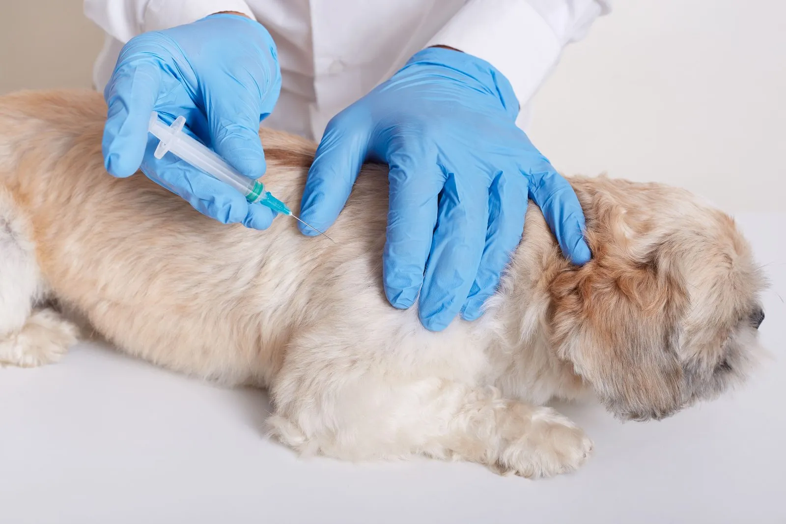 A vet giving a fluffy dog an injection