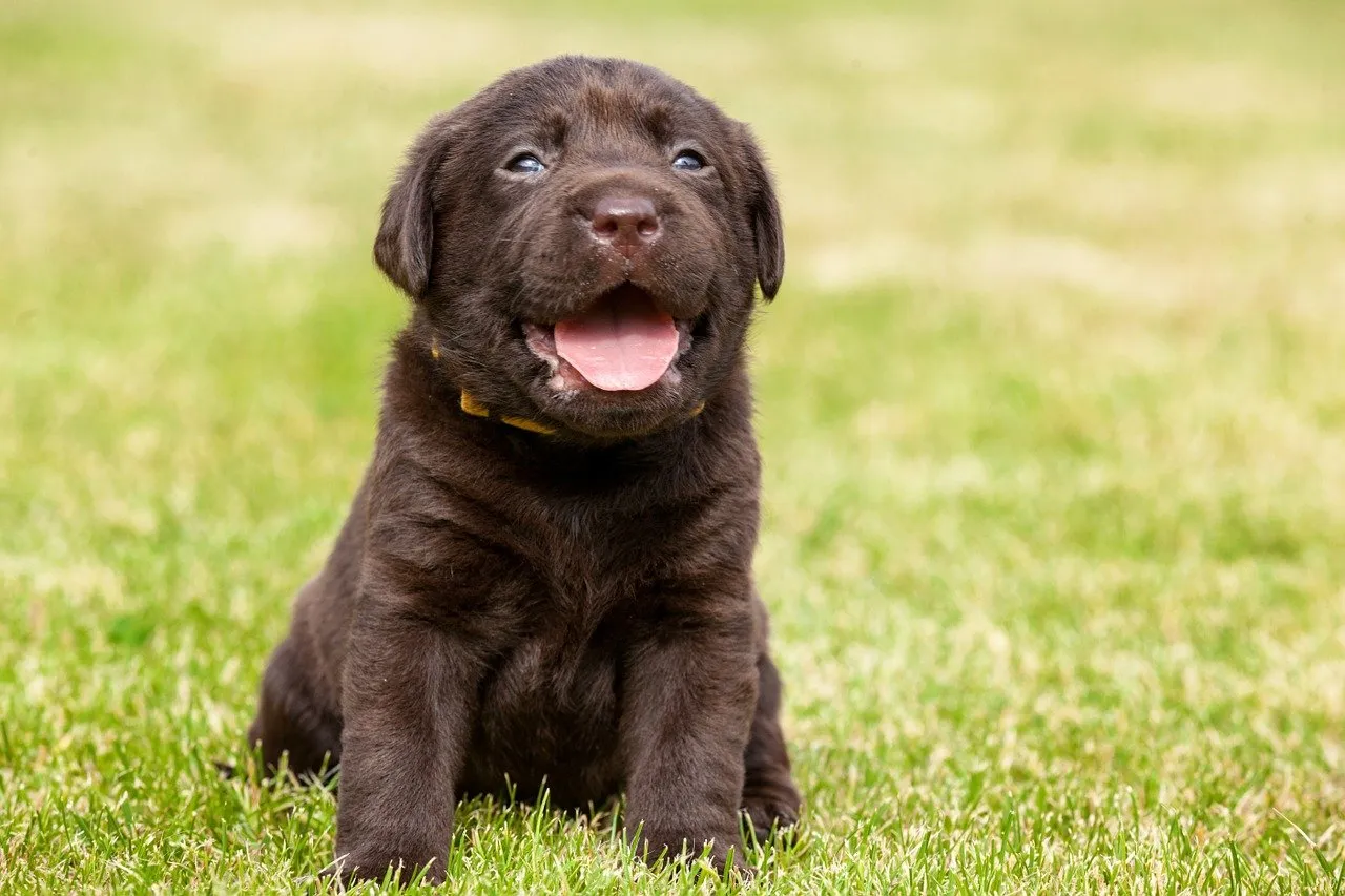 A puppy sitting on grass