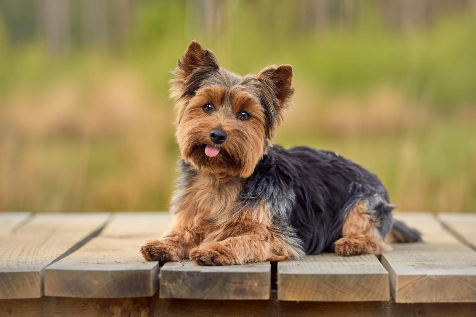 How Do Spaying & Neutering Affect Your Furbaby’s Health?