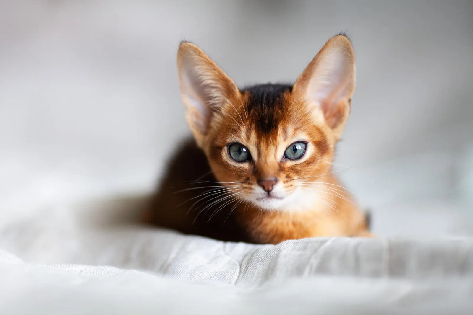How Do Spaying & Neutering Affect Your Furbaby’s Health?