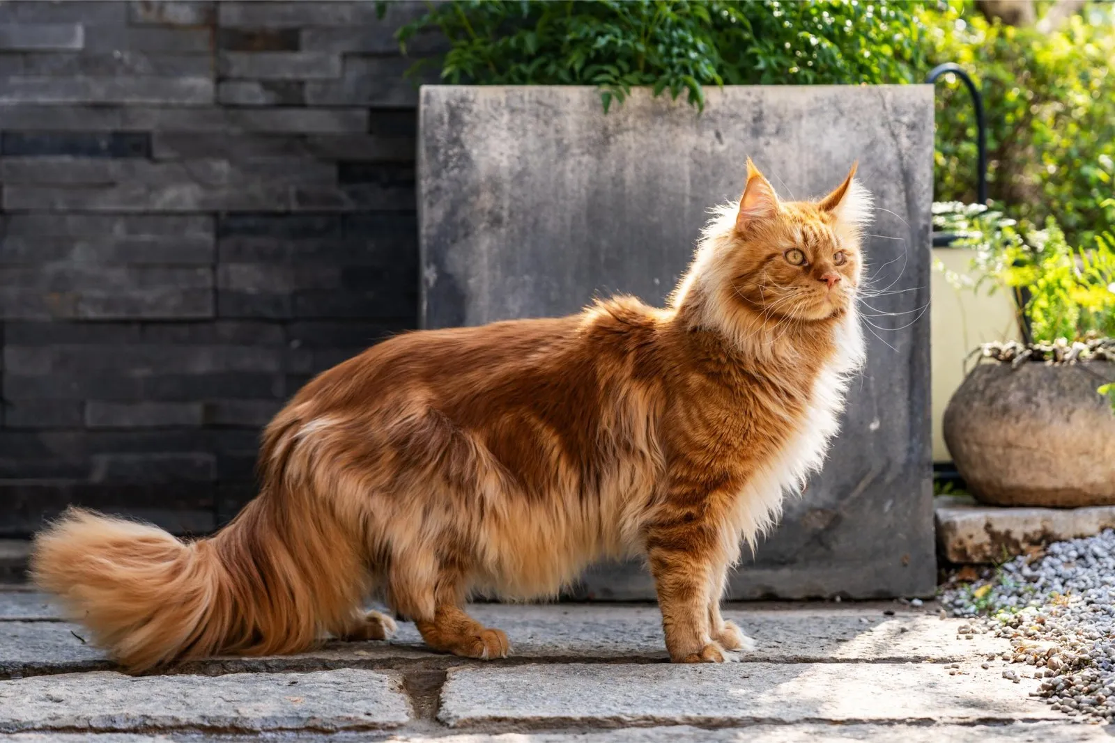 How Do Spaying & Neutering Affect Your Furbaby’s Health?