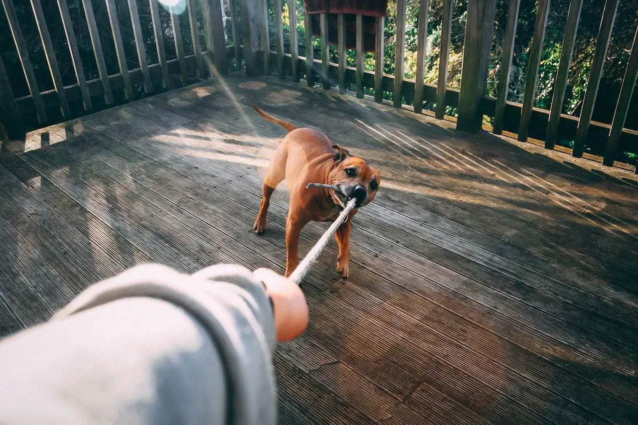 Brown dog biting a rope toy