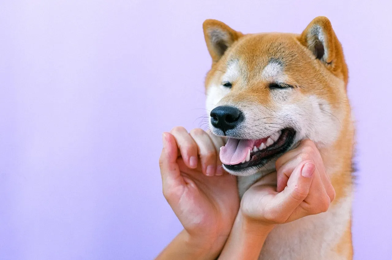 A happy dog