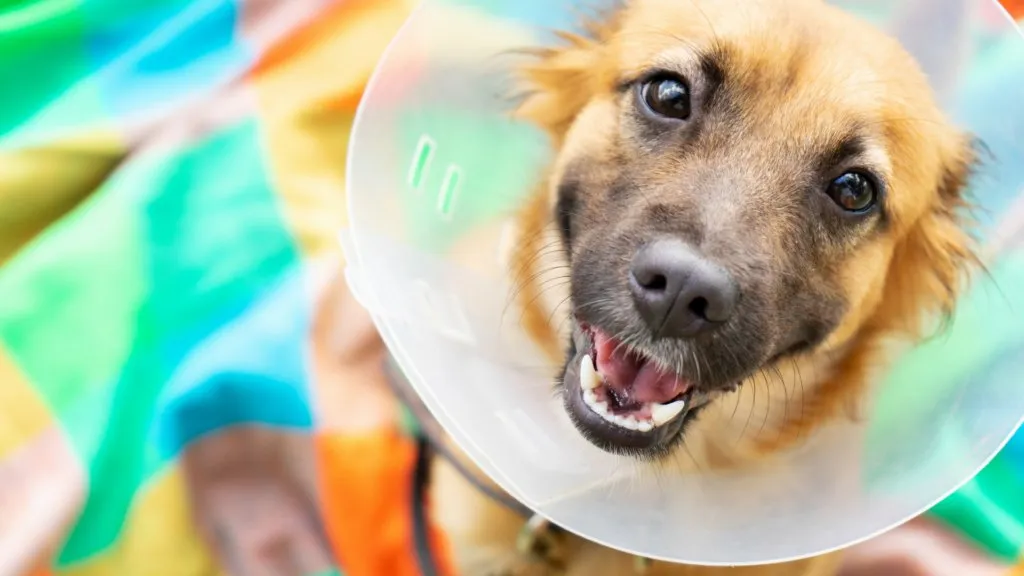 How to Care for Your Pet After Animal Surgery: 9 Expert Tips