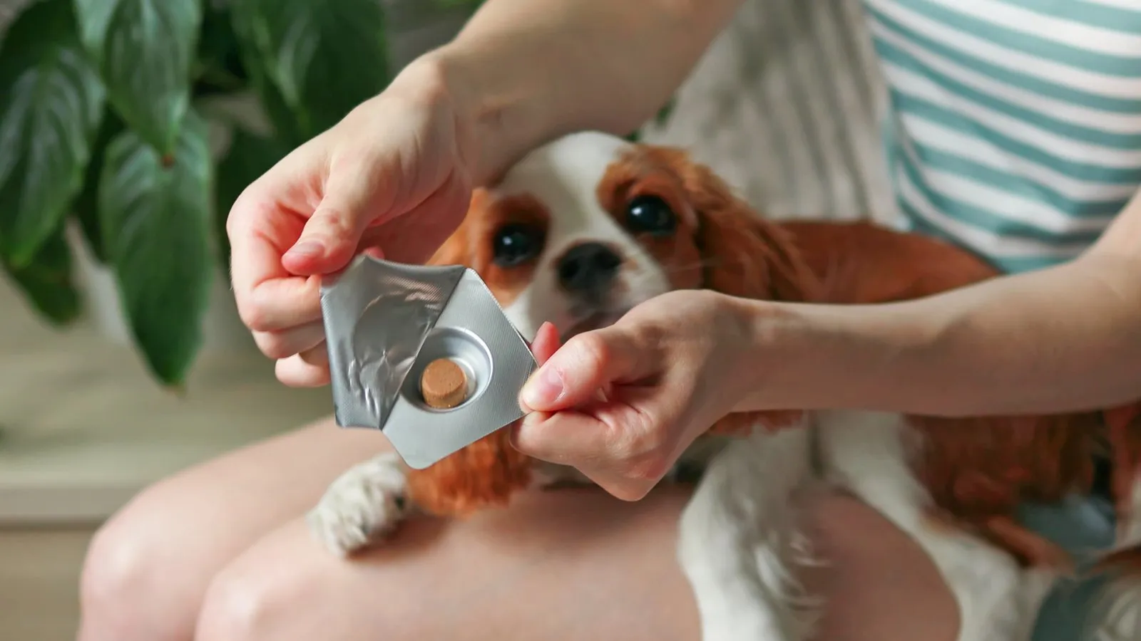 How to Choose the Right Flea and Tick Prevention Products