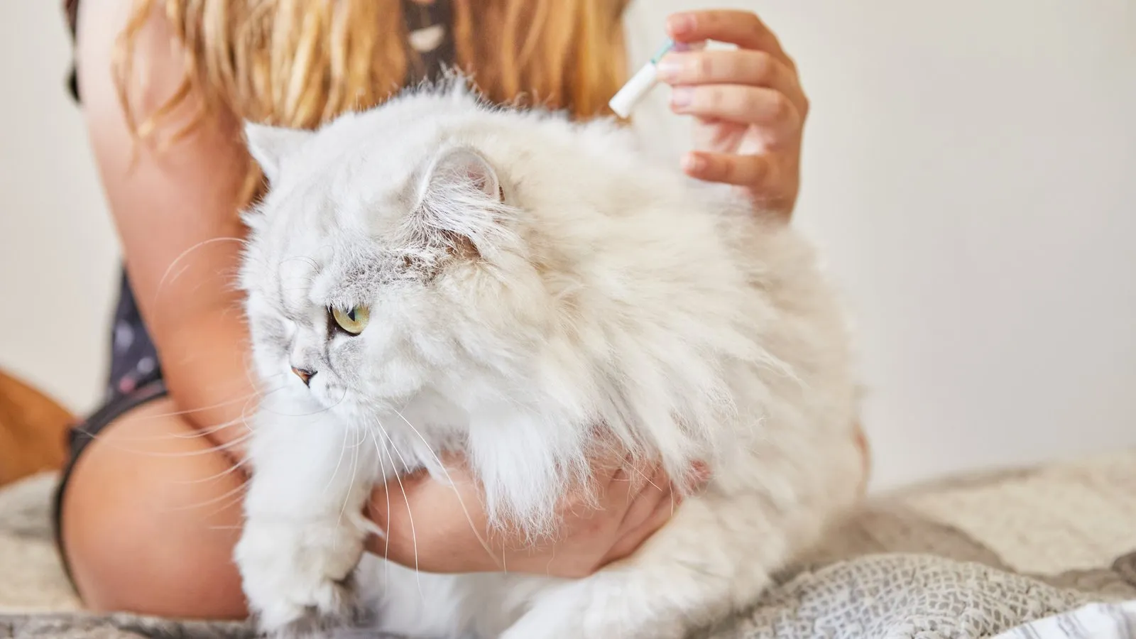 How to Choose the Right Flea and Tick Prevention Products