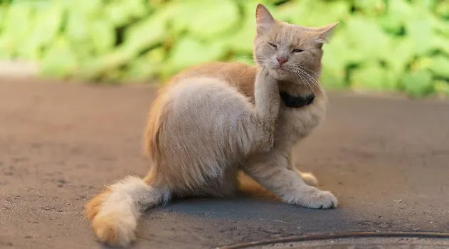 How to Choose the Right Flea and Tick Prevention Products