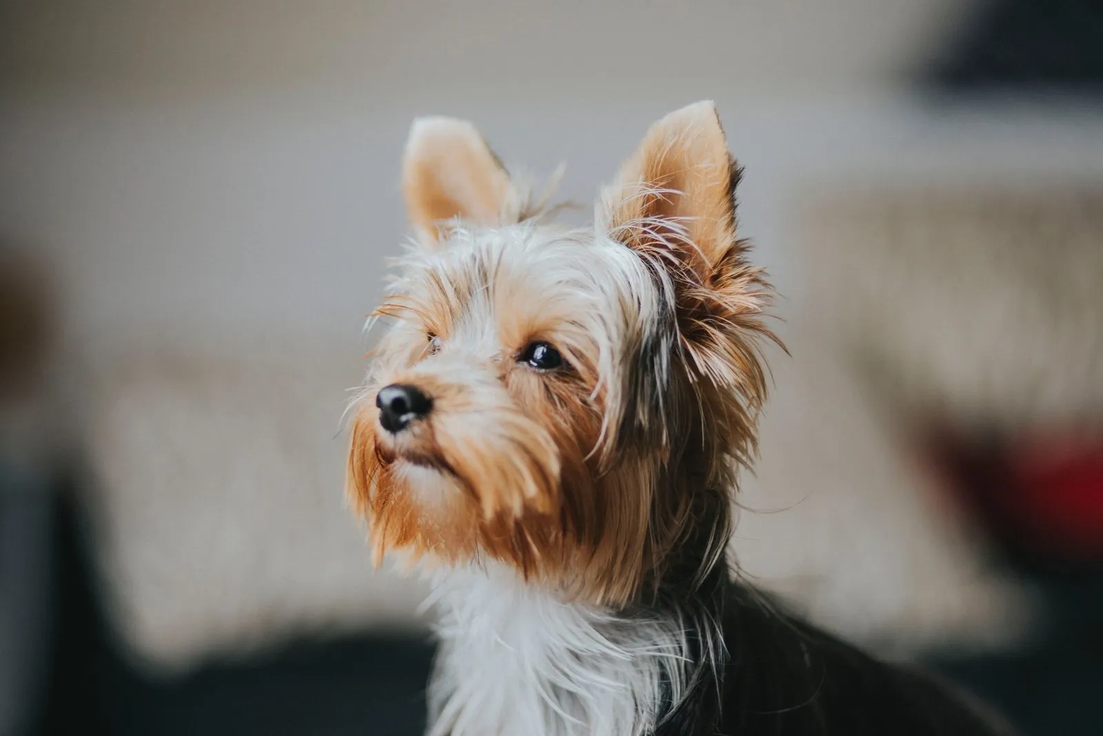 A dog looking up