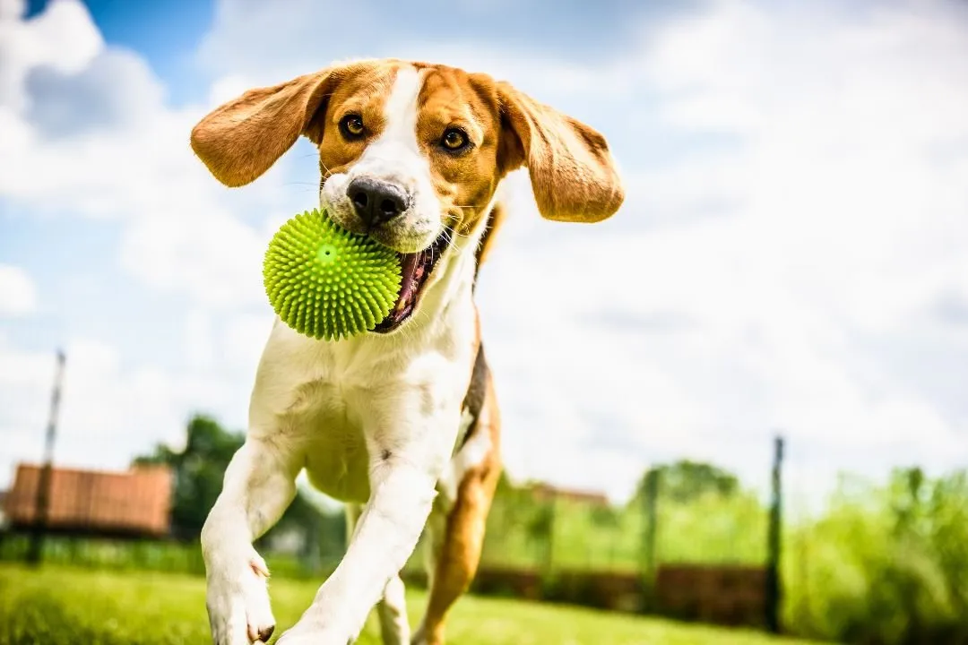 How to Incorporate Pet Wellness Exams into Your Care Plan