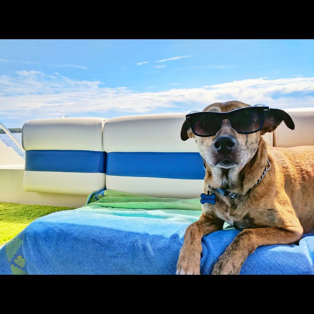 dog on boat