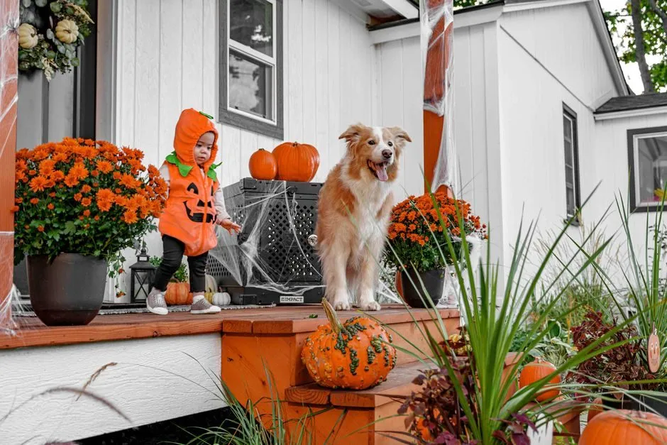 Halloween pet safety dog cat