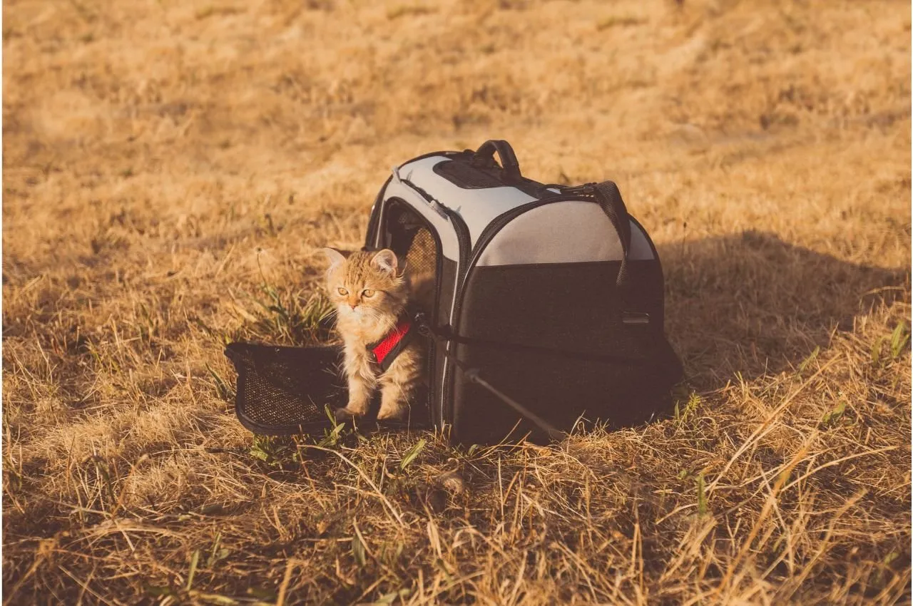 cat sitting next to a pet carrier on dry grass.