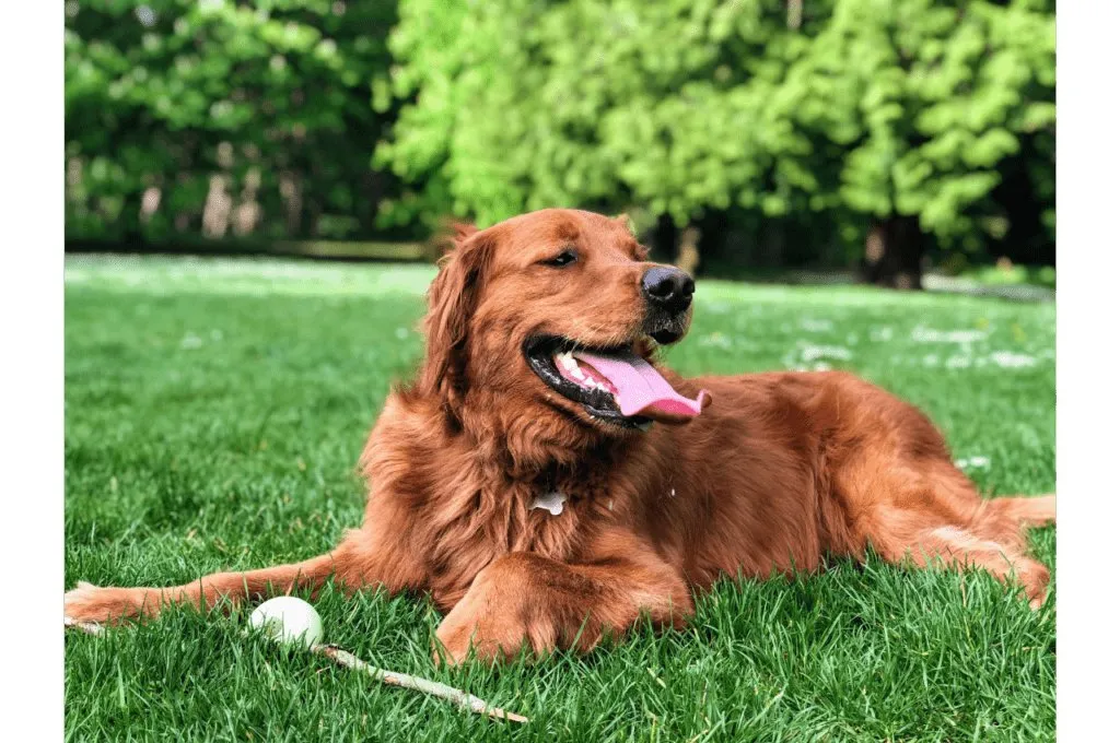 Golden retriever laying in grass panting