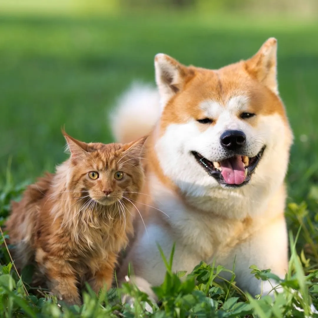 How to Prevent Flea &amp; Tick Infestations in Your Home &amp; Yard