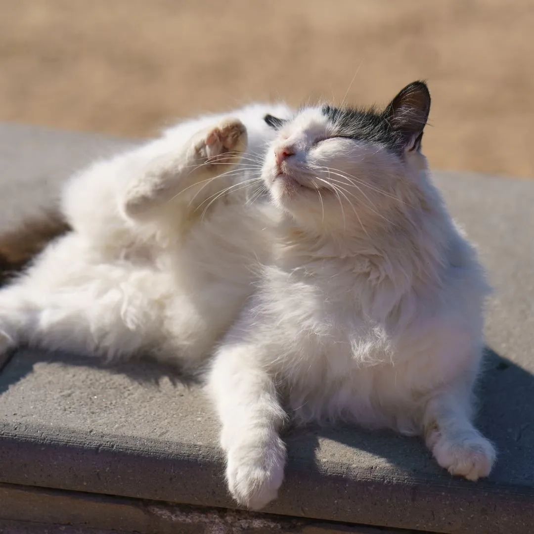 How to Prevent Flea &amp; Tick Infestations in Your Home &amp; Yard