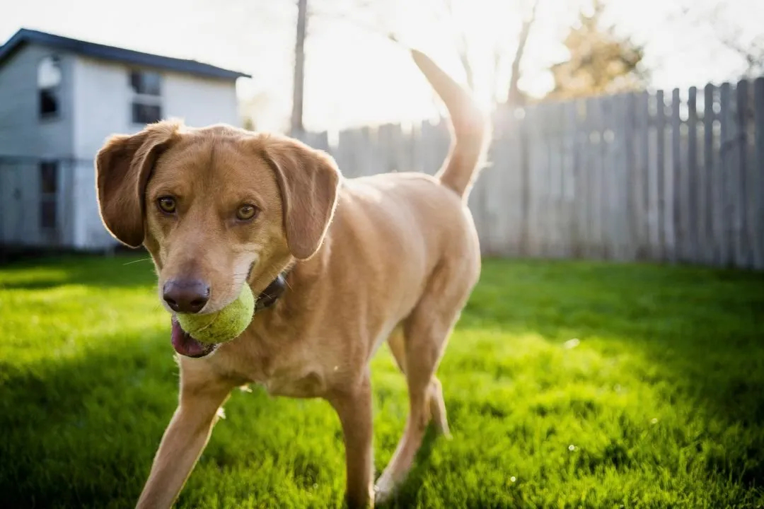 How to Prevent Flea & Tick Infestations in Your Home & Yard