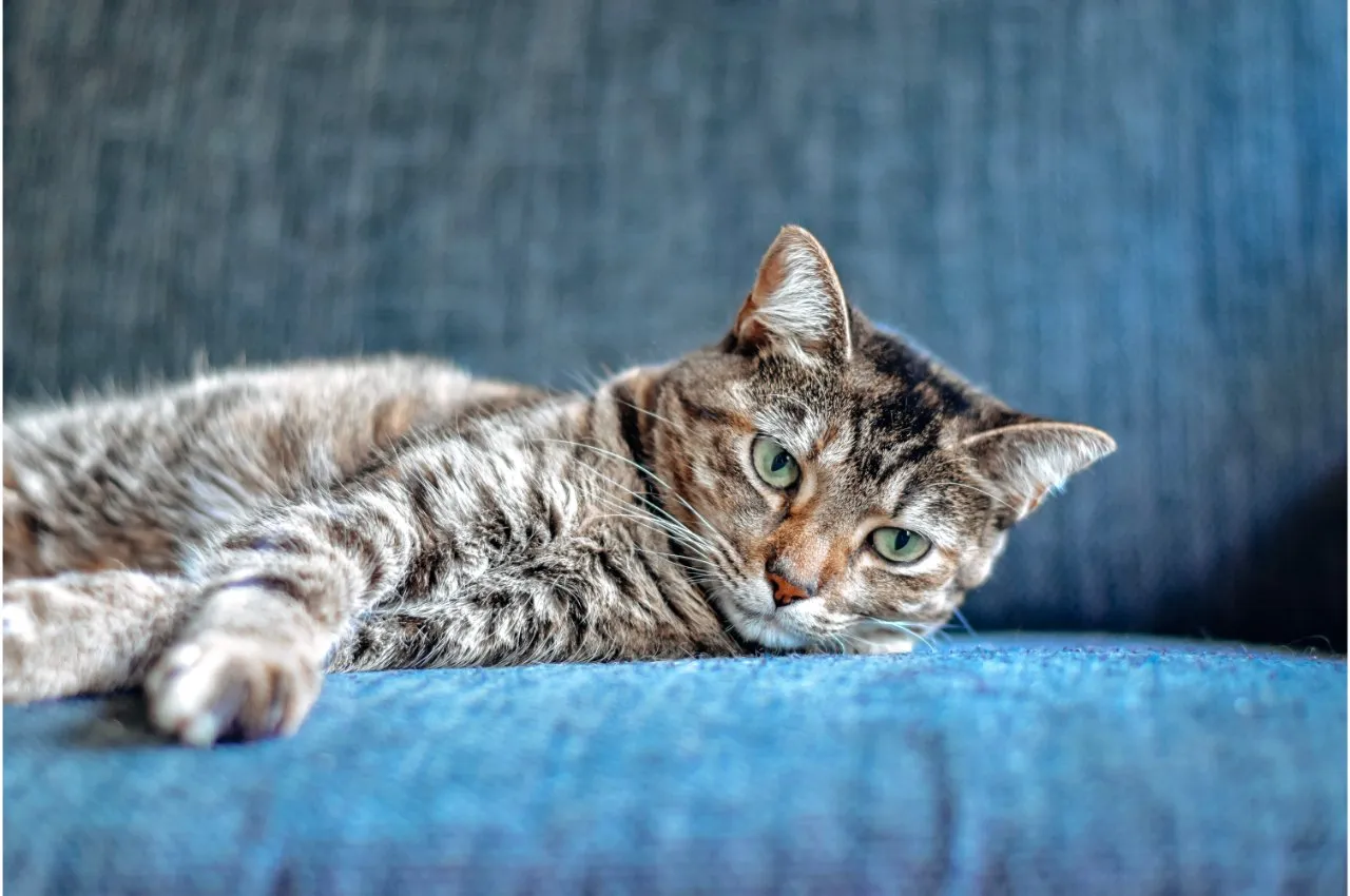 A cat lies relaxed on a blue sofa