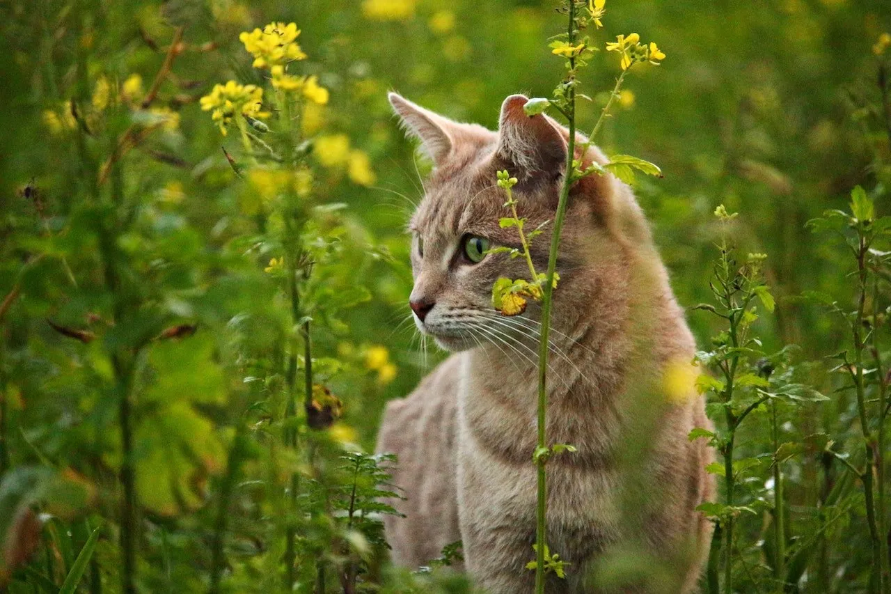 Orange Tabby cat in yellow flowers