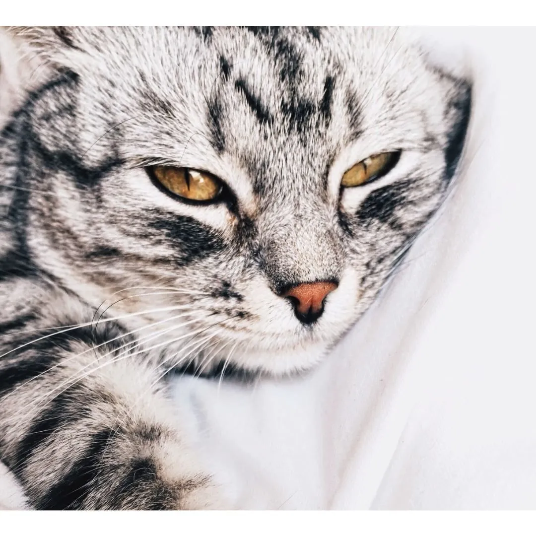 Close up of a cat against white background.
