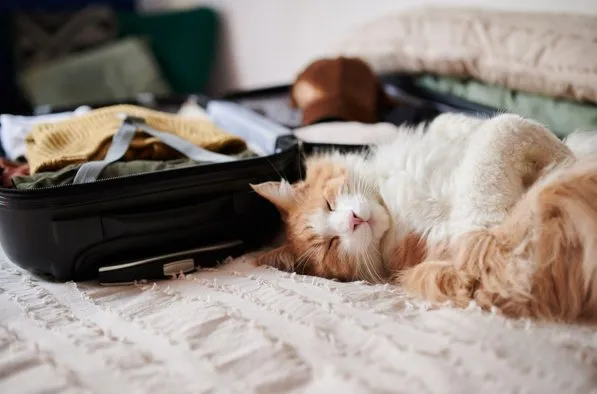 How to Travel with Your Pets: 10 Tips for a Safe Vacation
