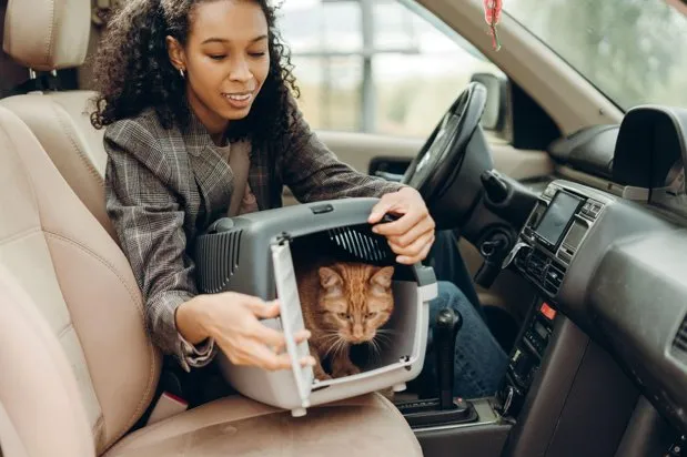 How to Travel with Your Pets: 10 Tips for a Safe Vacation