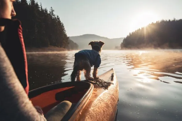 How to Travel with Your Pets: 10 Tips for a Safe Vacation
