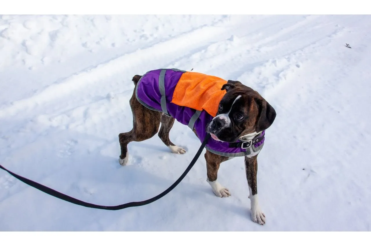 dog standing on snow with a leash attached