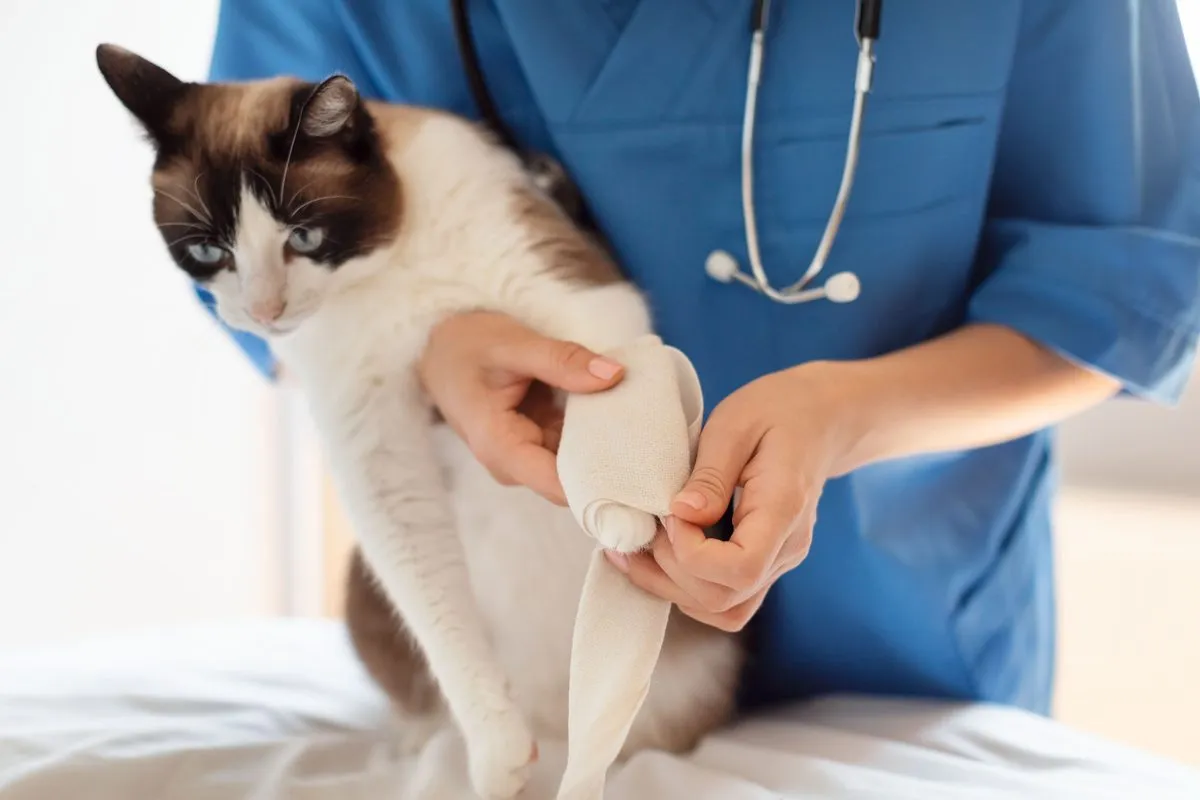 A vet bandaging a cat's front leg