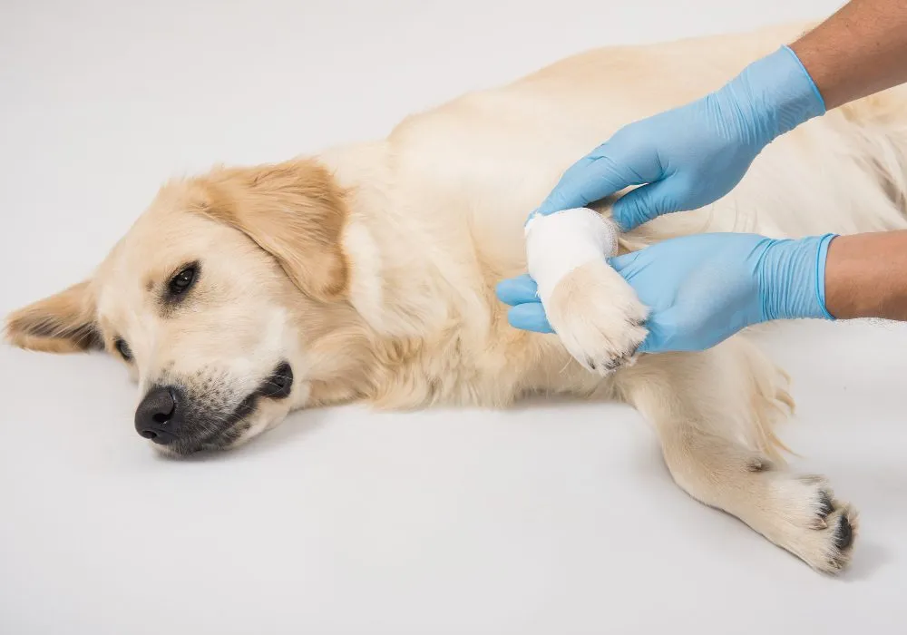 A golden retriever with a bandaged front leg