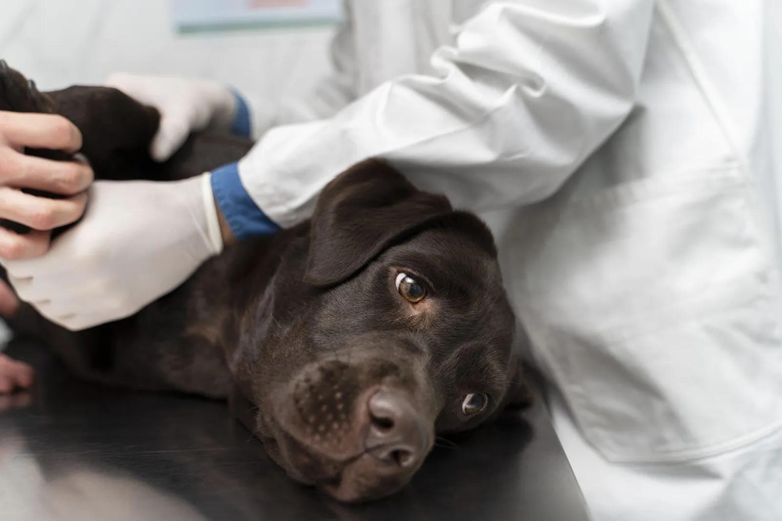 A vet examining a black Labrador