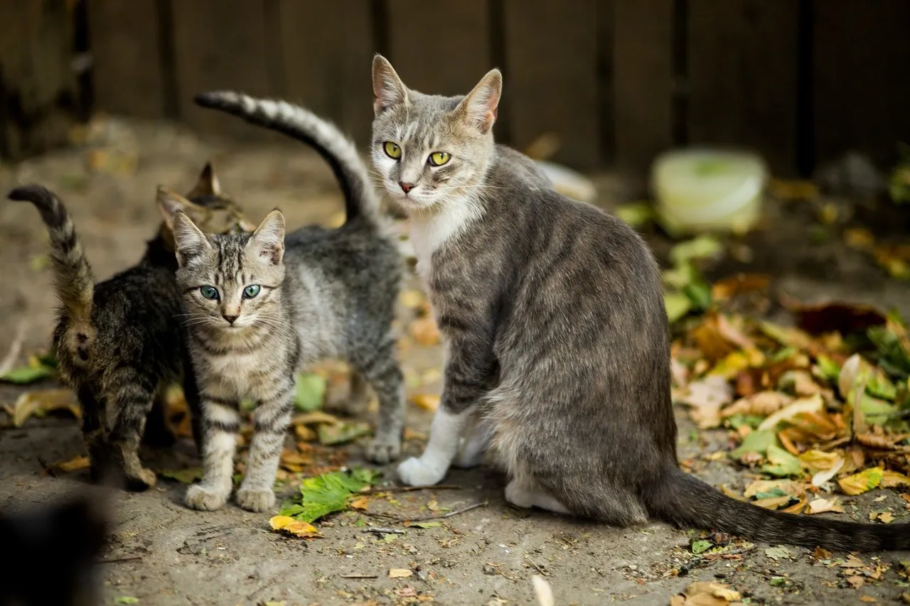 Three cats on the ground surrounded by fallen leaves.